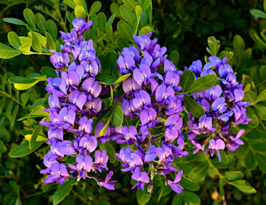 10 TEXAS Mountain LAUREL Sophora Secundiflora Mescal Tree Purple Flower Seeds
